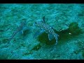Chimaera (Spotted Ratfish) Galore - 9.1.2008