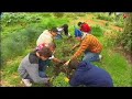 ripe-for-change-trailer.html