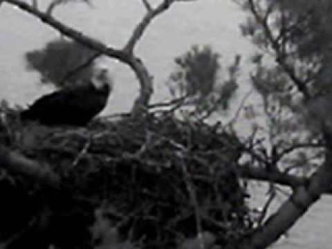 3 minute maine - 3 minute visit by Maine Bald Eagle video includes slow motion entrance and exit .. An zoom in...