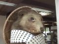 Japanese Tanuki Raccoon Dog Figure