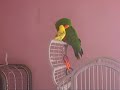 perruche ondulee vs perroquet eclectus perruche ondulee vs perroquet eclectus