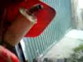 videos de cr 125 exhaust