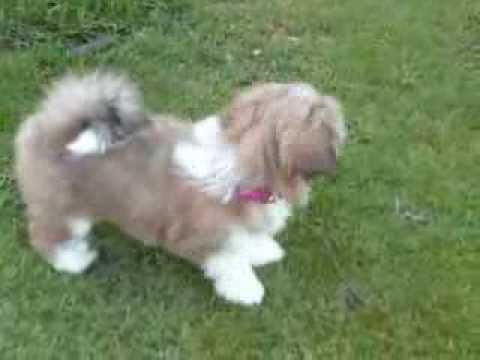 how to care for a pregnant lhasa apso