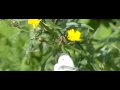 Butterfly chases away another butterfly Butterfly chases away another butterfly