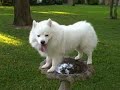 Shelby in the birdbath, again.