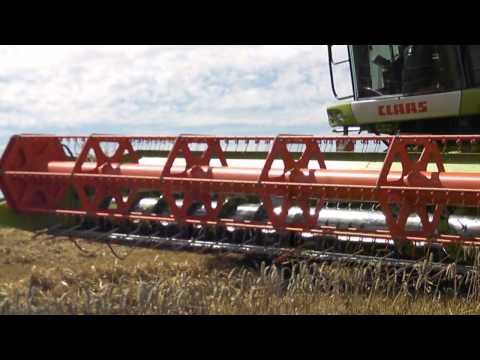 how to harvest cereal rye