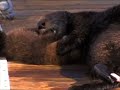 Baby sea otter - Playing with mom Baby sea otter - Playing with mom