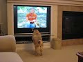 Even More of Pug Attacks TV Even More of Pug Attacks TV