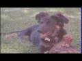 Asst. Fire Chief Admits Beating Puppy in Self Defense! KILLS PUPPY!