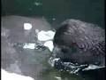 Sea Otters Celebrate