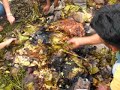 Huanta destapando pachamanca Huanta destapando pachamanca