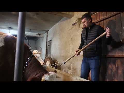 Расписан Јавни позив за подношење захтева за остваривање права на премију за млеко за четврти квартал 2025. Године