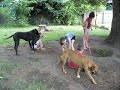 Under the tree