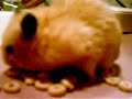 Hamster eating cheerios