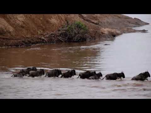 Contact Magnify Safaris for the wildebeest migration at Masai Mara National Reserve