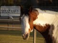 The other barn horsies The other barn horsies