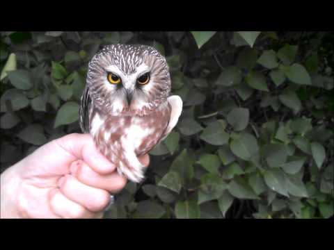 how to control owl