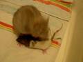 videos de presentation entre 2 rats