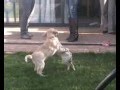 videos de campanilla y lila