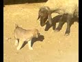 Baby Little Kurdish Kangal Dog vs.Fighter Sheep Fighting Baby Little Kurdish Kangal Dog vs.Fighter Sheep Fighting