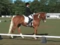 Super Amatuer Dressage Horse For Sale