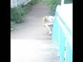 russian vodka Manele-Gratis.net