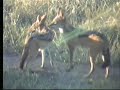 5 Black-backed Jackals at the waterhole 2.20.07 6.04am 5 Black-backed Jackals at the waterhole 2.20.07 6.04am