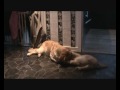 Bacardi & Tequila.wmv