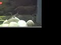 Tropical Fishtank