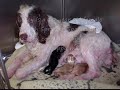 A Tribute To The Suvivors Of Puppy Mills