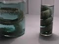 SILVER NITRATE Crystallization