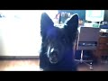 NEtotal - Dog Does Magibon