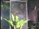 dionkno pasilan exhibit at penguin cafe 1991/ part 1