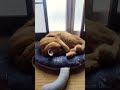 今朝もひんやりクッションの上で寝てますね😺#toraneko #cat #かわいい猫 #cute #cutecat #茶トラ猫 #猫のいる暮らし #猫のいる生活 #猫好きさんと繋がりたい #癒し