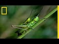 View Video