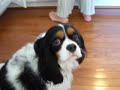 Guiness Dog Movie