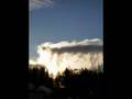 Borzoi video
