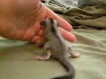Sugar glider joey Sugar glider joey