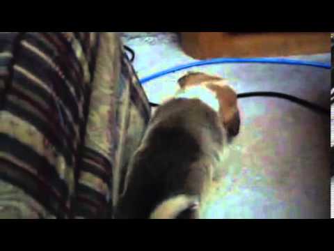 Video 3: Female Corgi Puppy Named Georgia