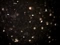 Zooplankton