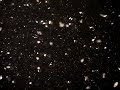 Zooplankton
