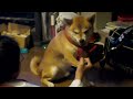 Click here to watch this video ツンデレ？ 悪魔の柴犬チビw