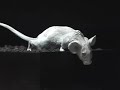 Pompeii mice - Mouse vs Volcano - mouse body casts