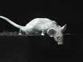 Pompeii mice - Mouse vs Volcano - mouse body casts