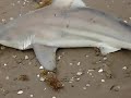 Shark Bait SPI