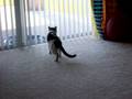 videos de wobbles_walkingaway.MOV