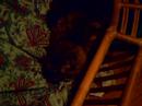 Chessie cat