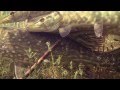 River monsters: face to face with a predator (big pike underwater Grote Snoek щука).