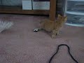 Leo Playing, day 1 home