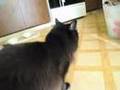 しゃべるねこ、しおちゃんの「おかん」
